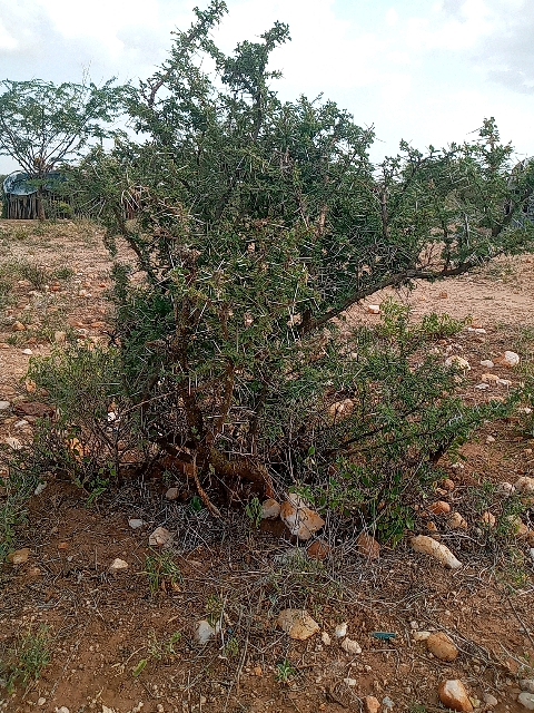 tree