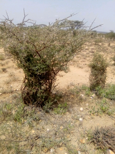 tree