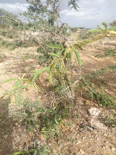 tree