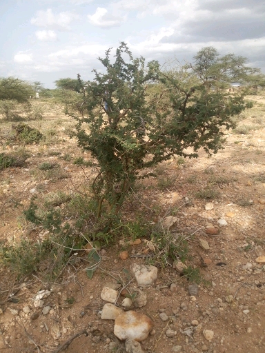 tree