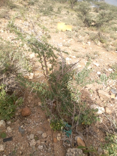 tree