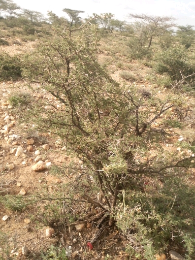 tree