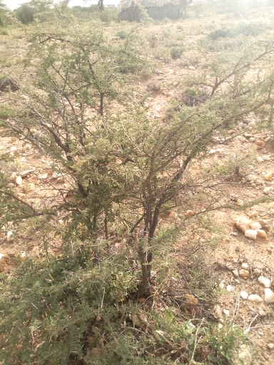 tree