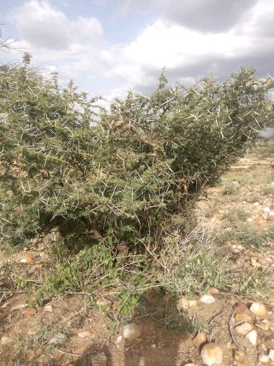 tree