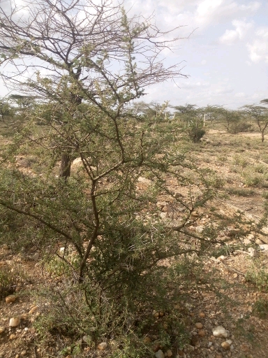 tree