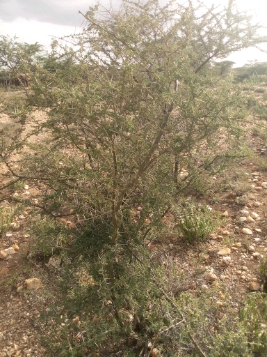 tree