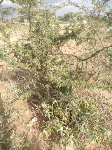 tree