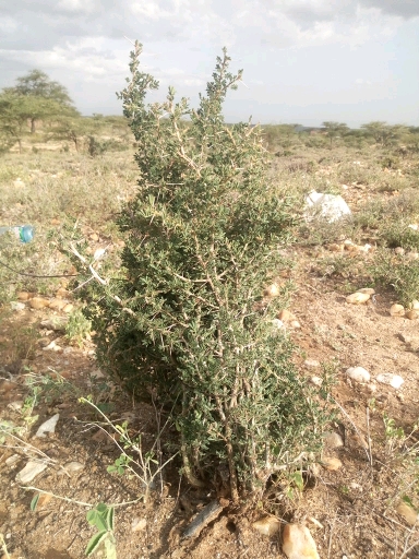 tree