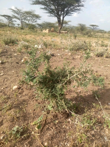 tree
