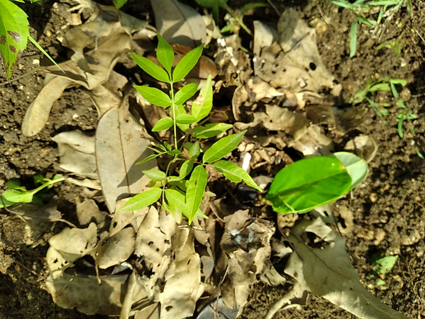 tree