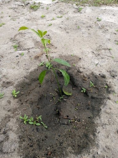 tree