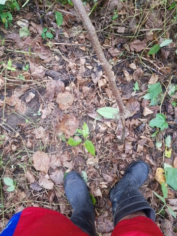 tree