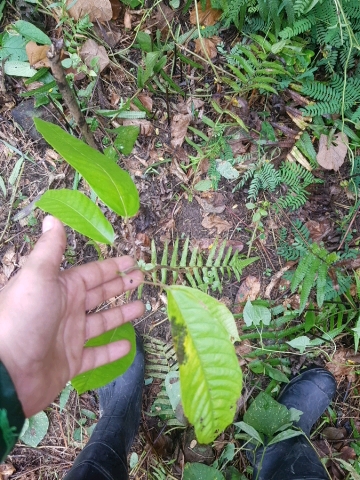 tree