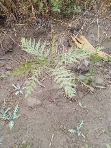 tree