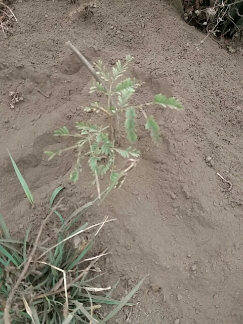 tree
