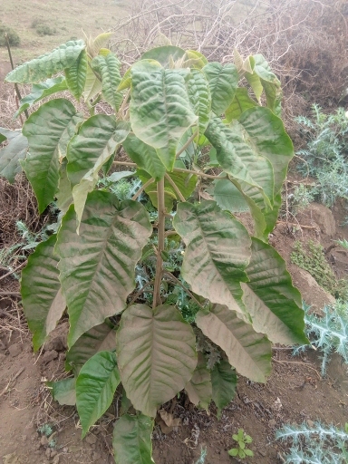 tree