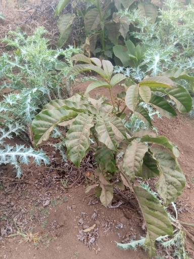 tree