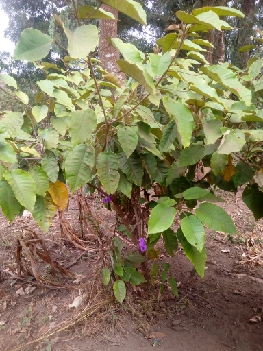 tree