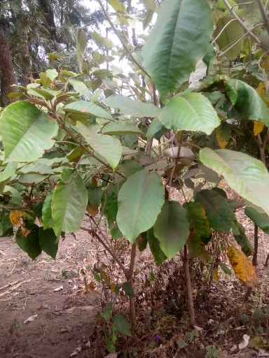 tree