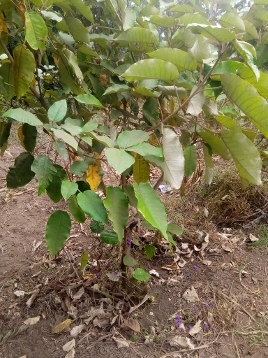 tree