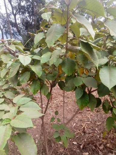 tree
