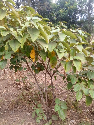 tree