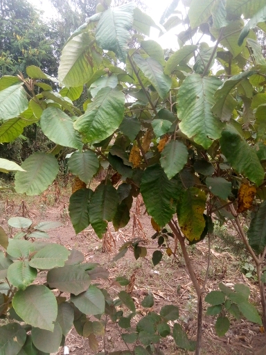 tree