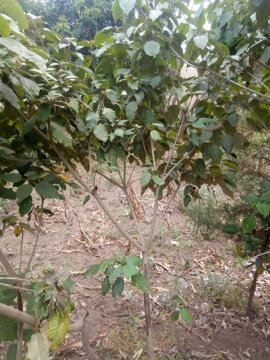 tree