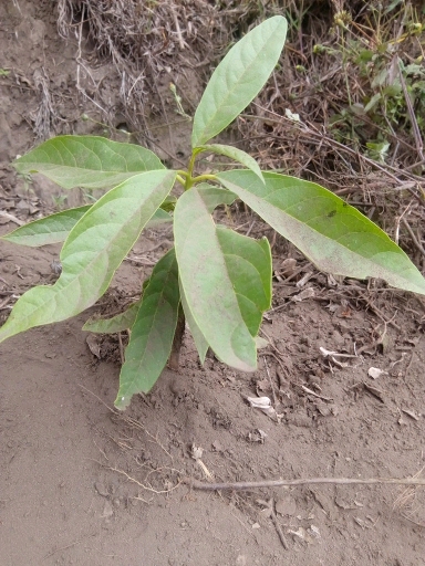 tree