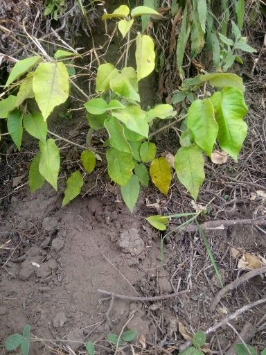 tree