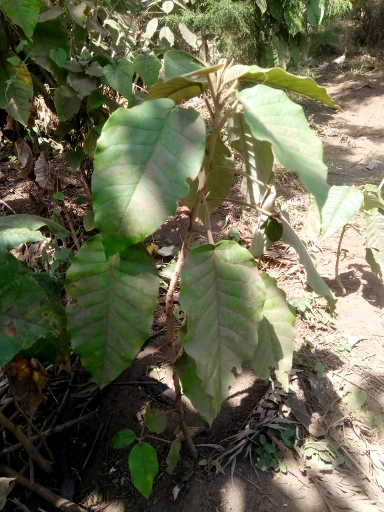 tree