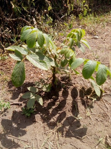 tree