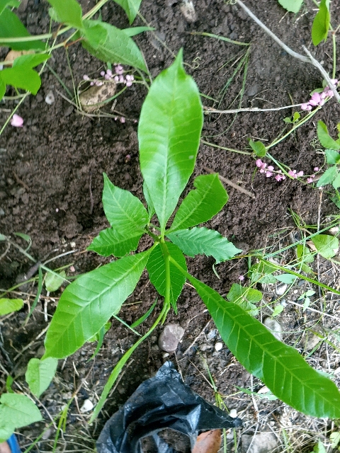 tree