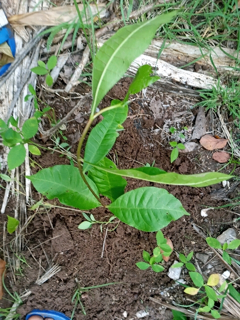 tree