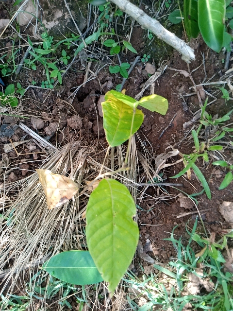 tree