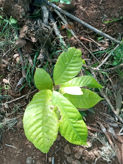 tree