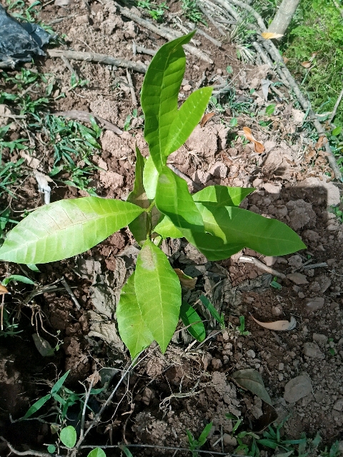 tree