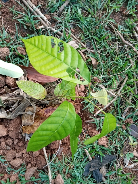tree
