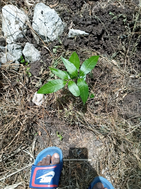 tree