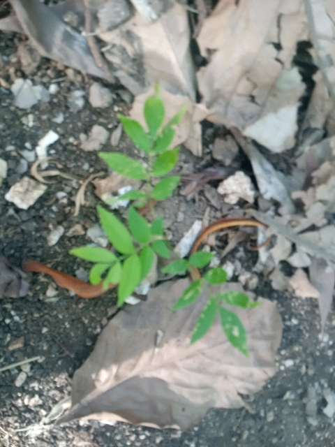 tree