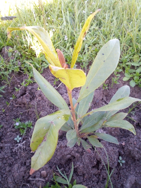 tree