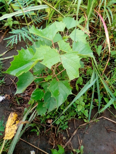 tree