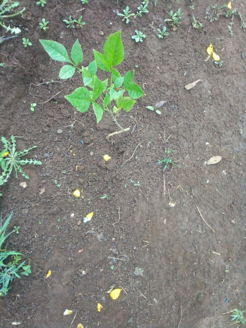 tree