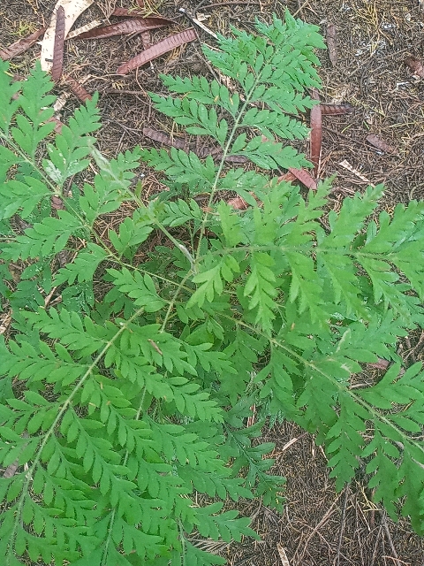 tree