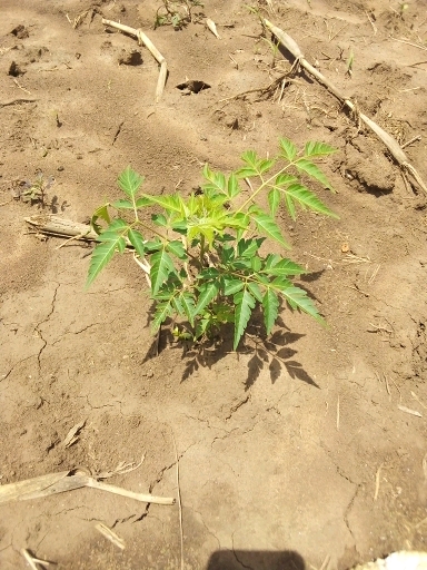 tree