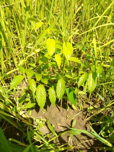 tree