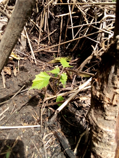 tree