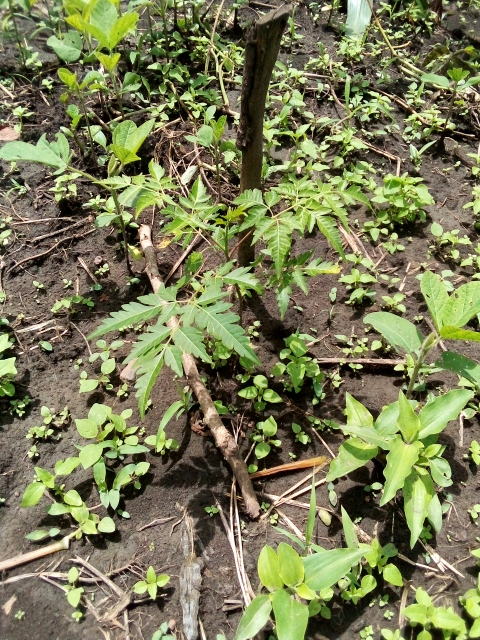tree