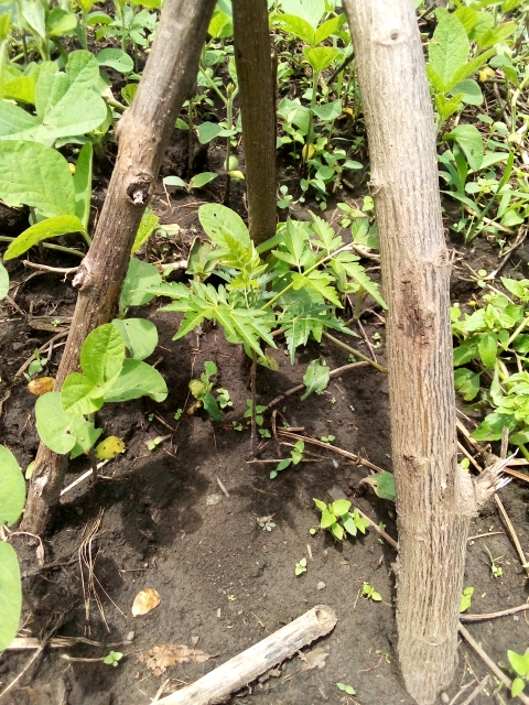 tree
