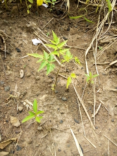 tree